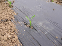 2007051601.jpg