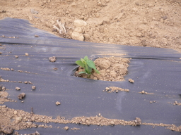 2007051602.jpg